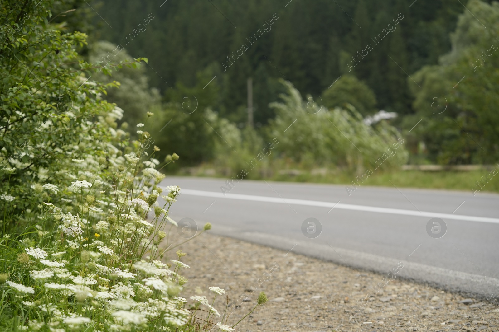 Photo of Empty asphalt road going through green forest