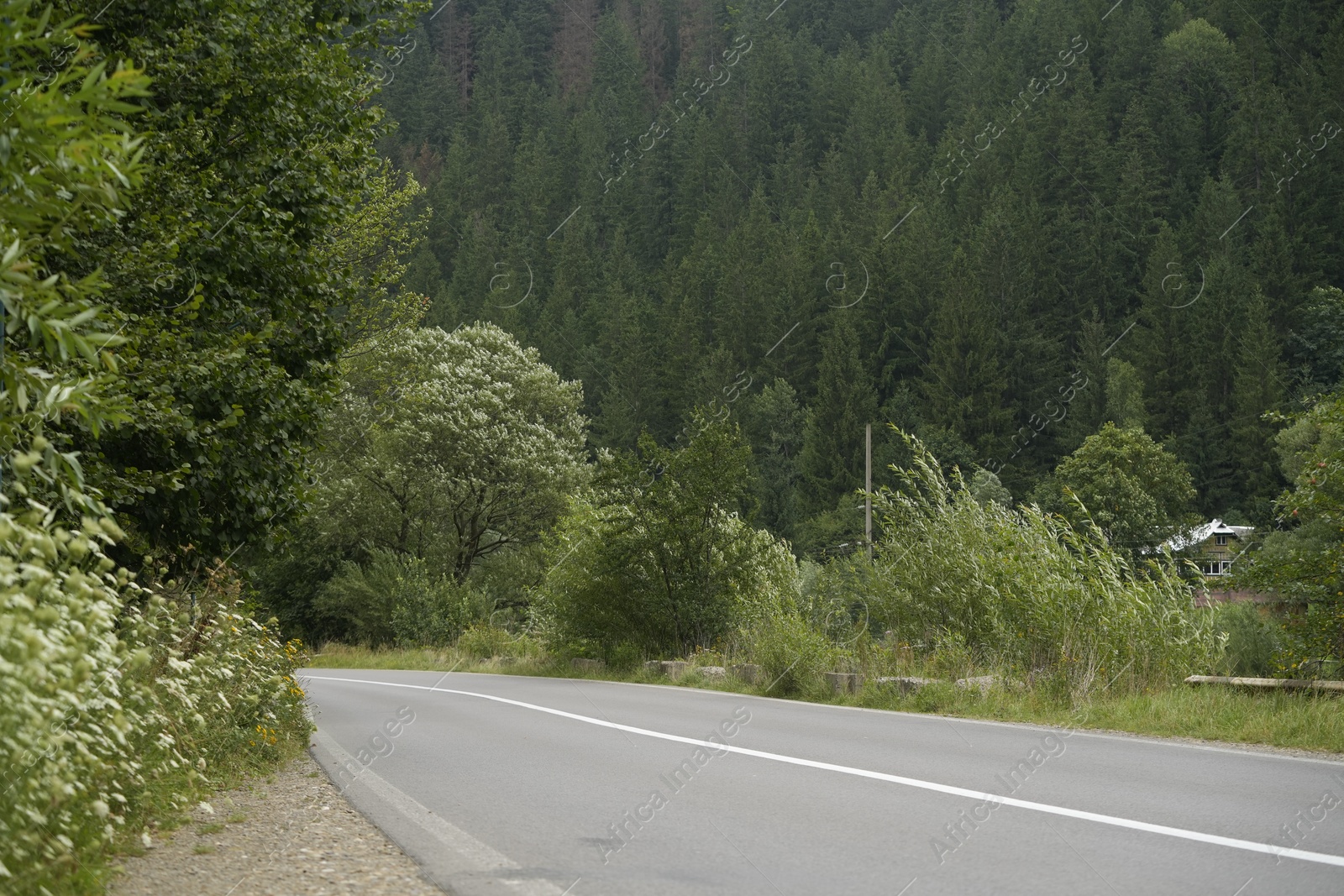 Photo of Empty asphalt road going through green forest