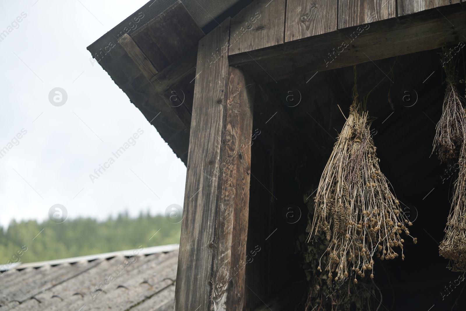 Photo of Dry wildflowers hanging in old wooden barn, closeup