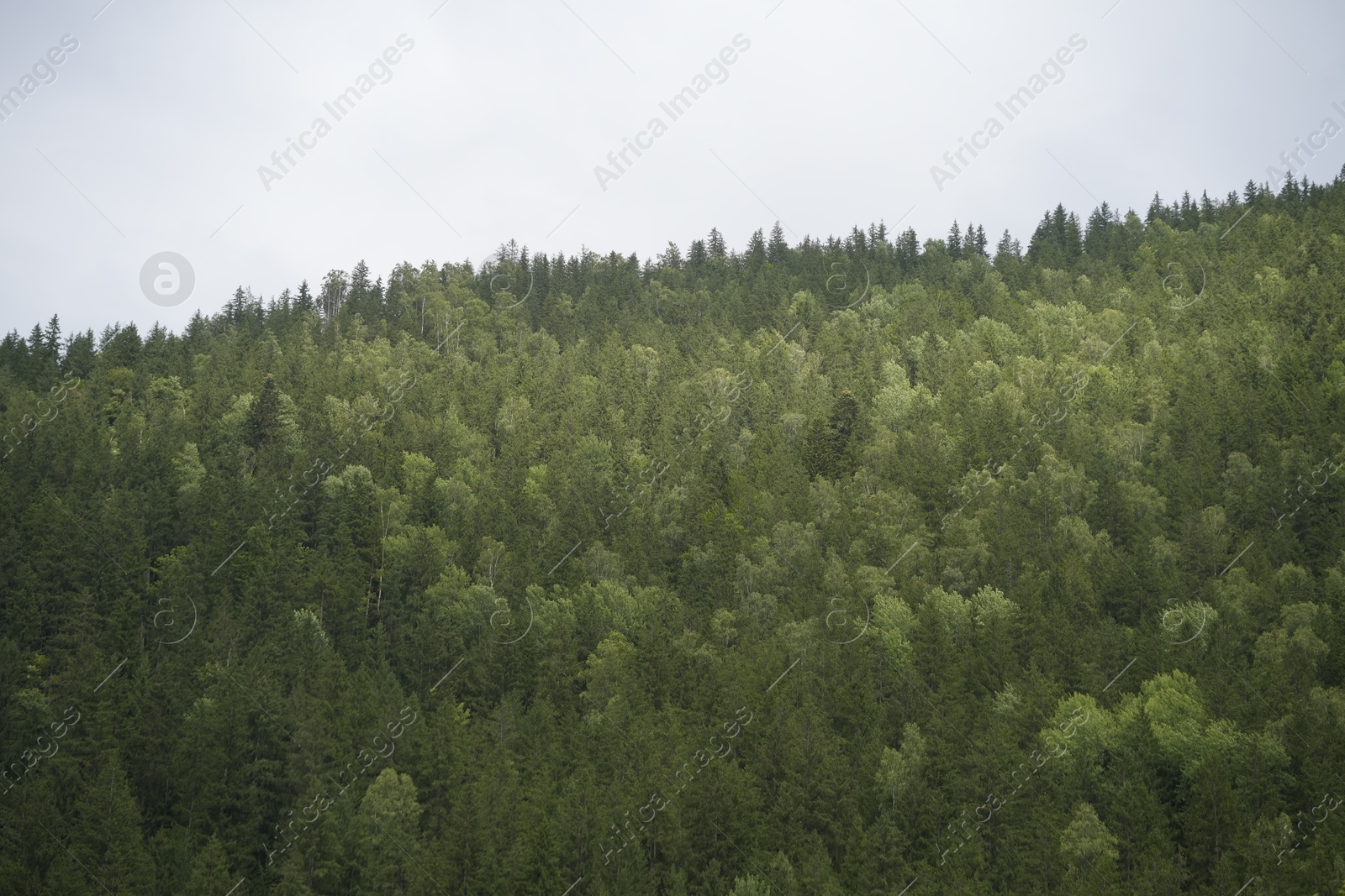 Photo of Beautiful view of forest in mountains under sky