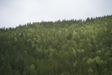 Beautiful view of forest in mountains under sky