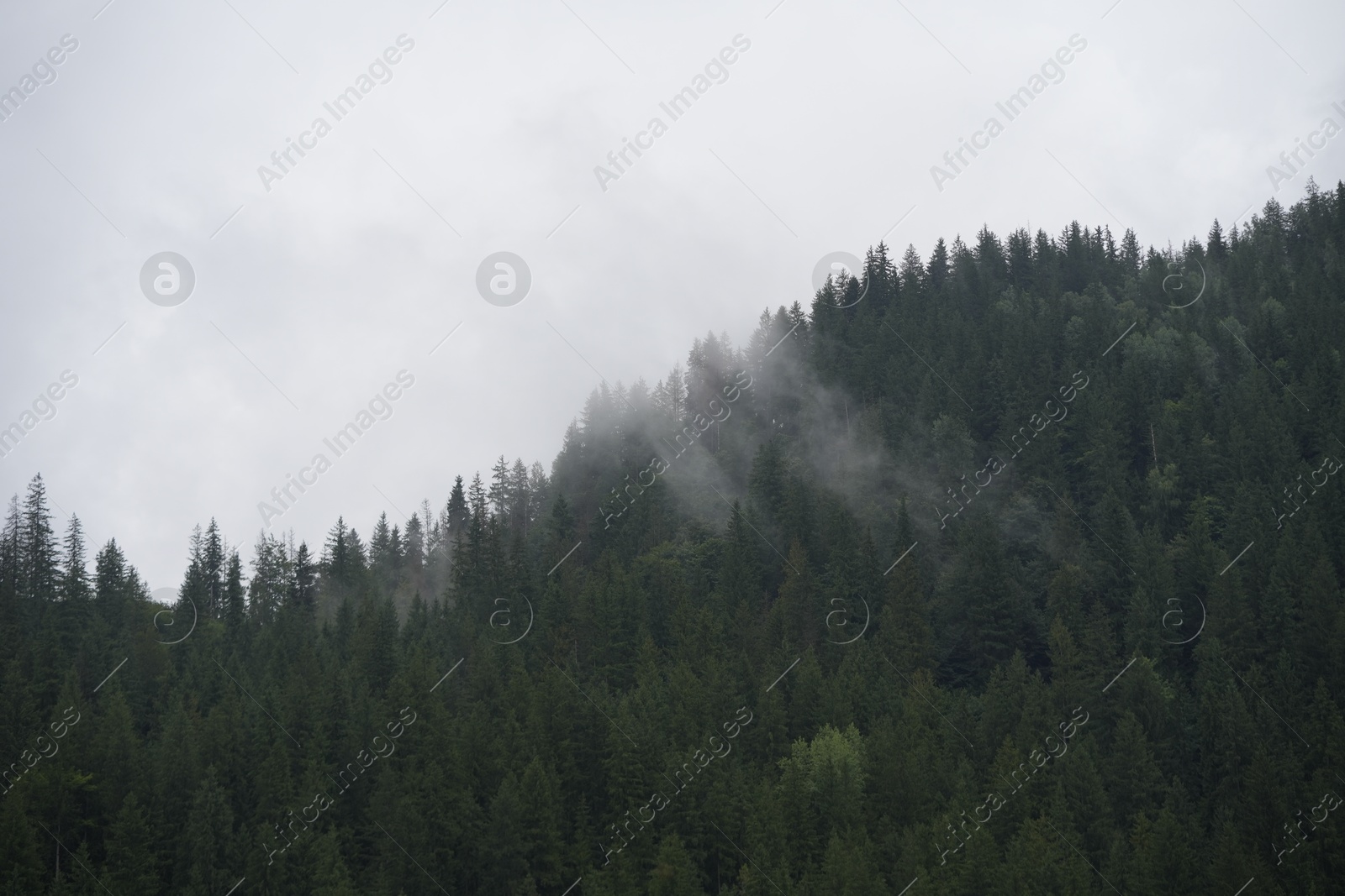 Photo of Beautiful view of forest in mountains under sky