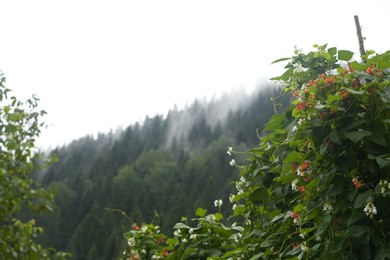 Photo of Beautiful view of forest in mountains under sky