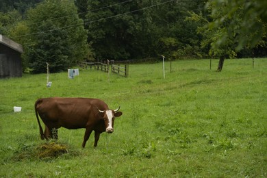 Photo of Cow grazing on green meadow near forest