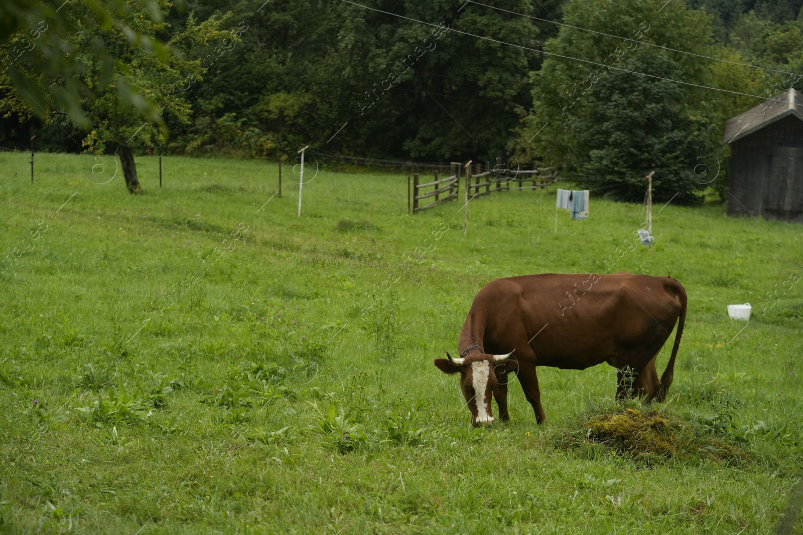 Photo of Cow grazing on green meadow near forest