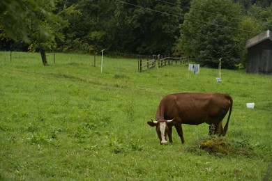 Photo of Cow grazing on green meadow near forest