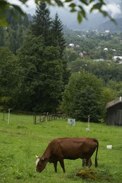 Photo of Cow grazing on green meadow near forest