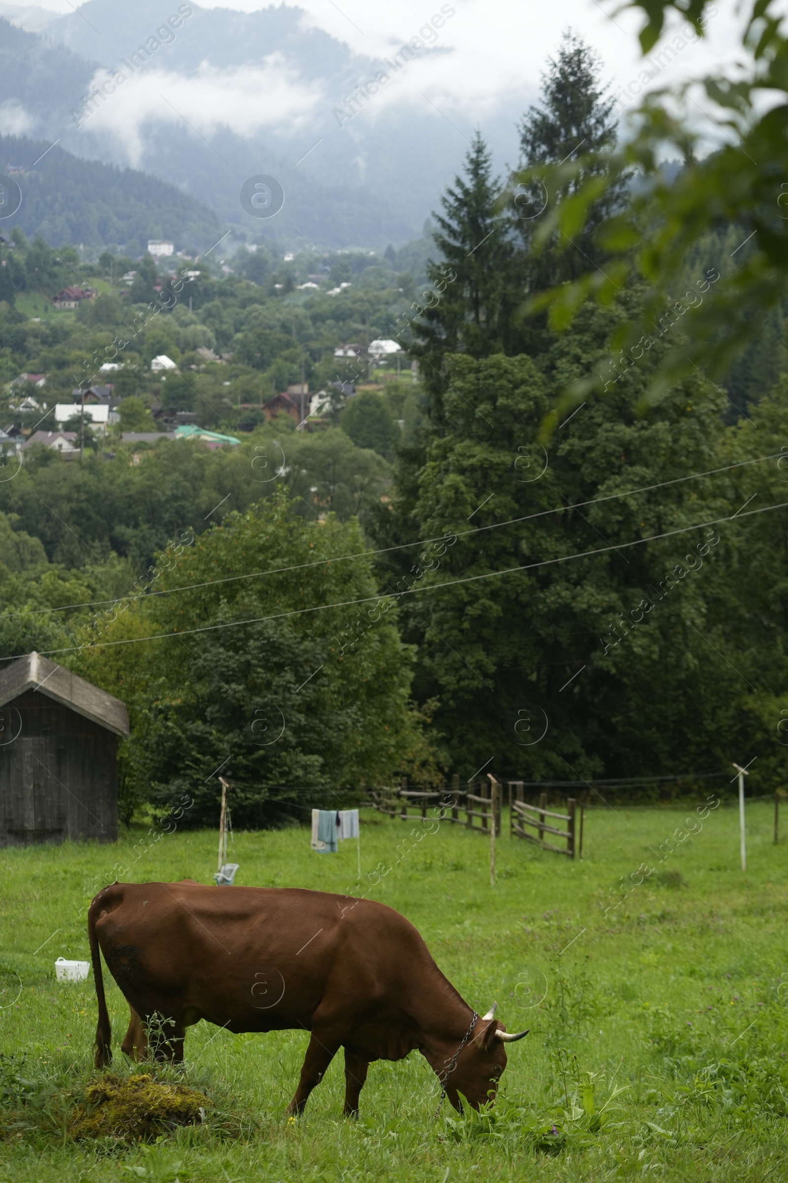 Photo of Cow grazing on green meadow near forest