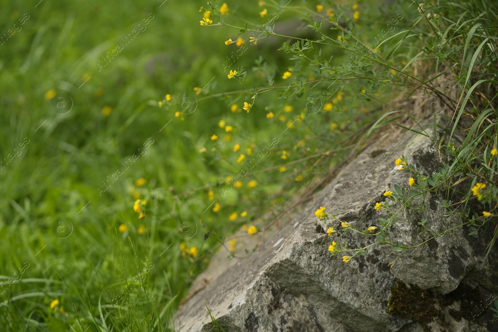 Photo of Closeup view of stone with beautiful plant on green grass