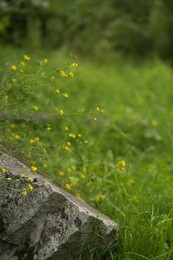 Photo of Closeup view of stone with beautiful plant on green grass