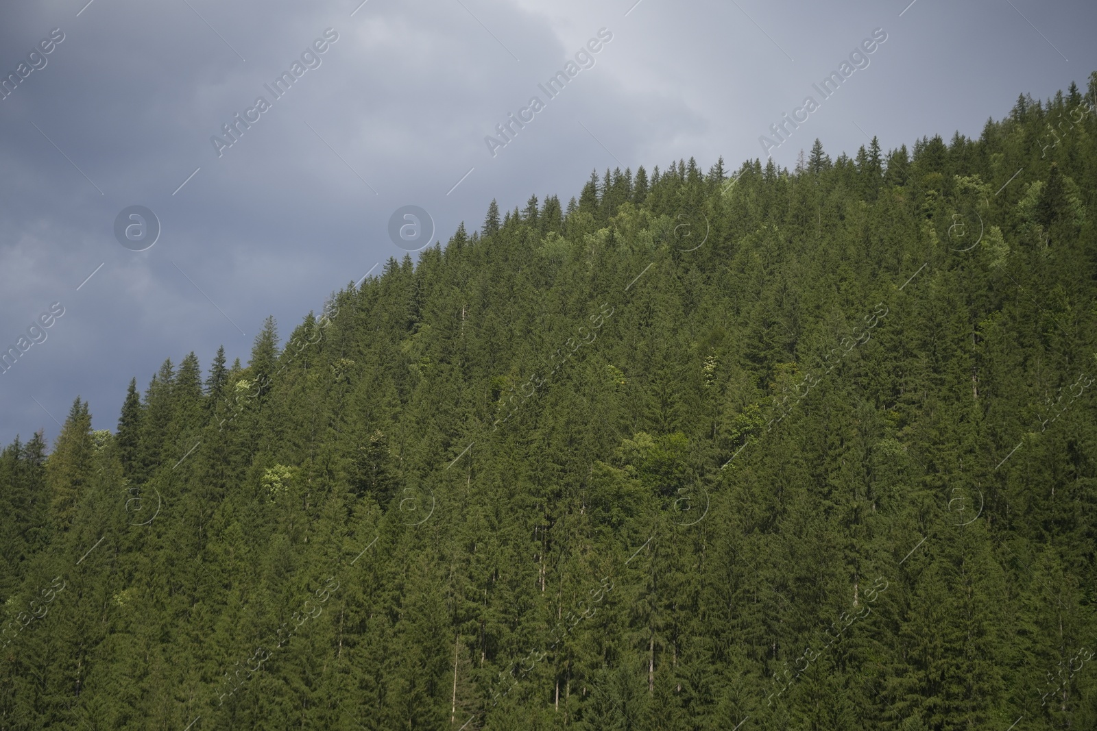 Photo of Beautiful view of forest in mountains under sky