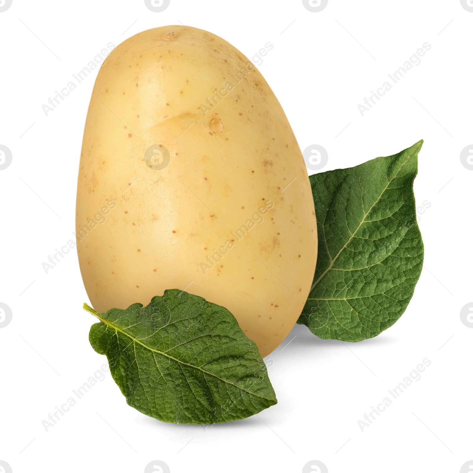 Image of Potato and green leaves isolated on white