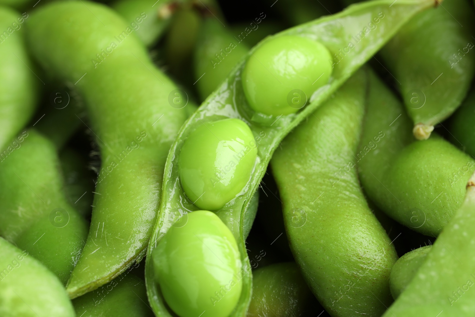 Photo of Fresh edamame pods with soybeans as background, closeup