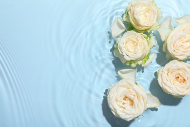 Beautiful rose flowers in water on light blue background, top view. Space for text