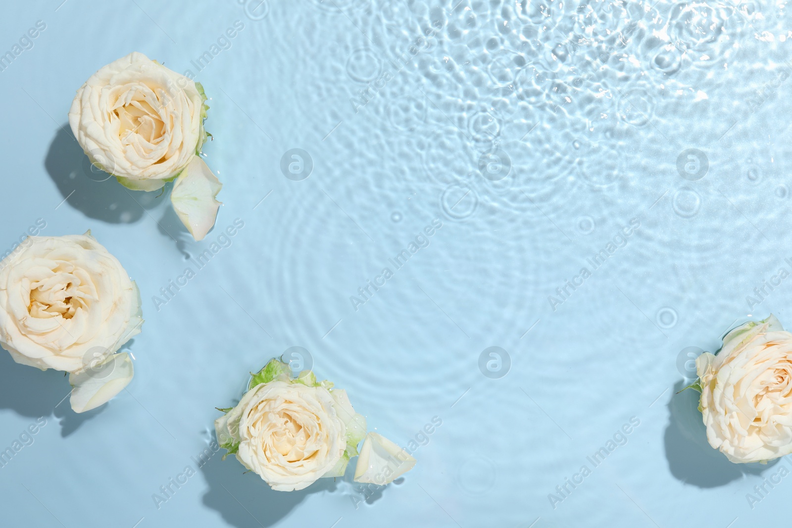 Photo of Beautiful rose flowers in water on light blue background, top view. Space for text