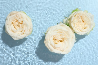 Beautiful rose flowers in water on light blue background, top view