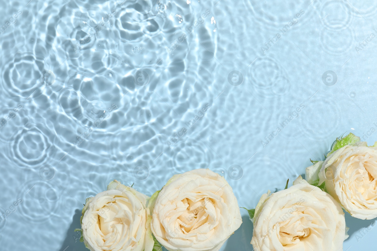 Photo of Beautiful rose flowers in water on light blue background, top view. Space for text