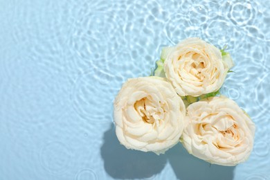 Photo of Beautiful rose flowers in water on light blue background, top view. Space for text