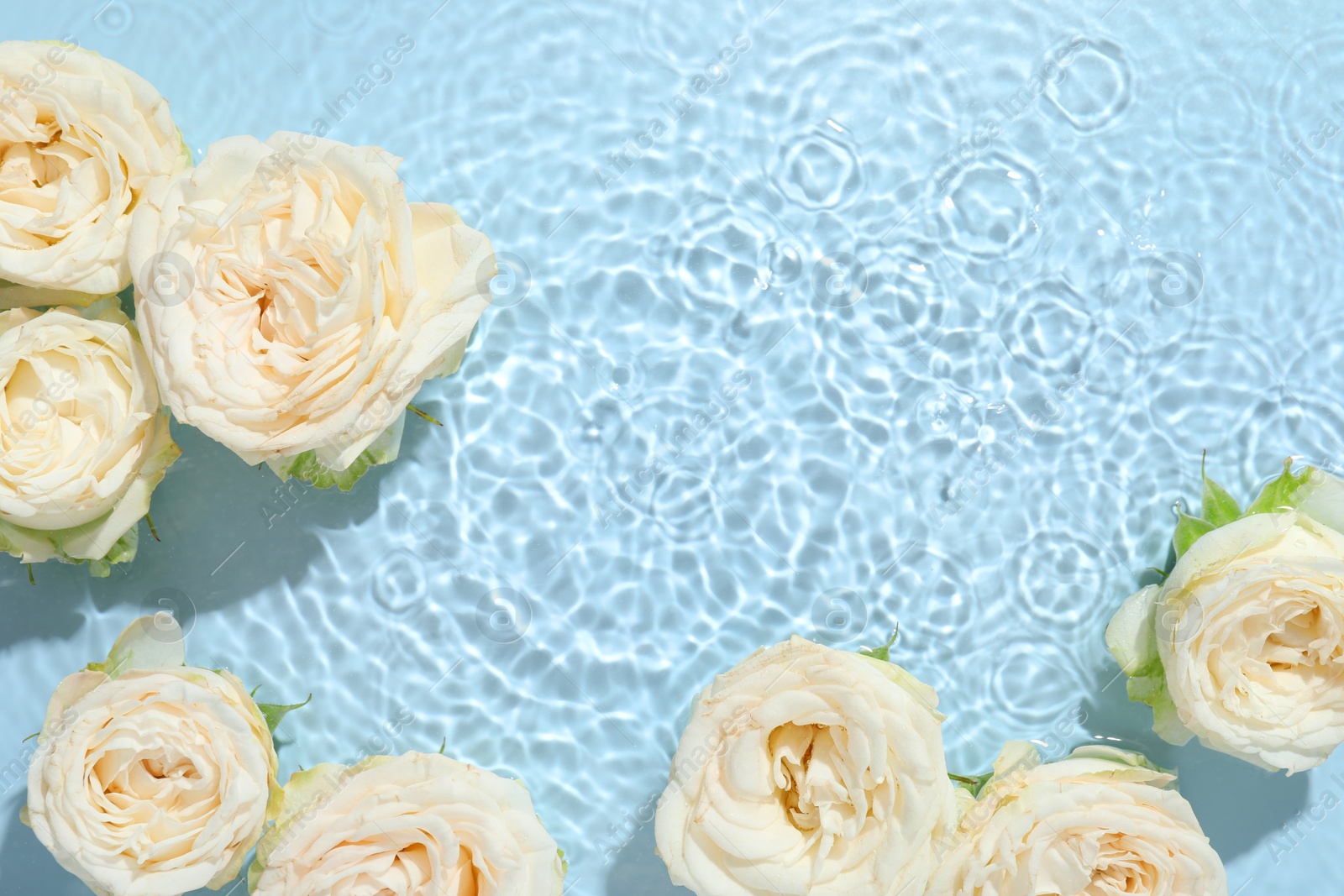 Photo of Beautiful rose flowers in water on light blue background, top view. Space for text