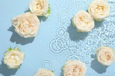 Beautiful rose flowers in water on light blue background, top view