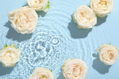 Beautiful rose flowers in water on light blue background, top view