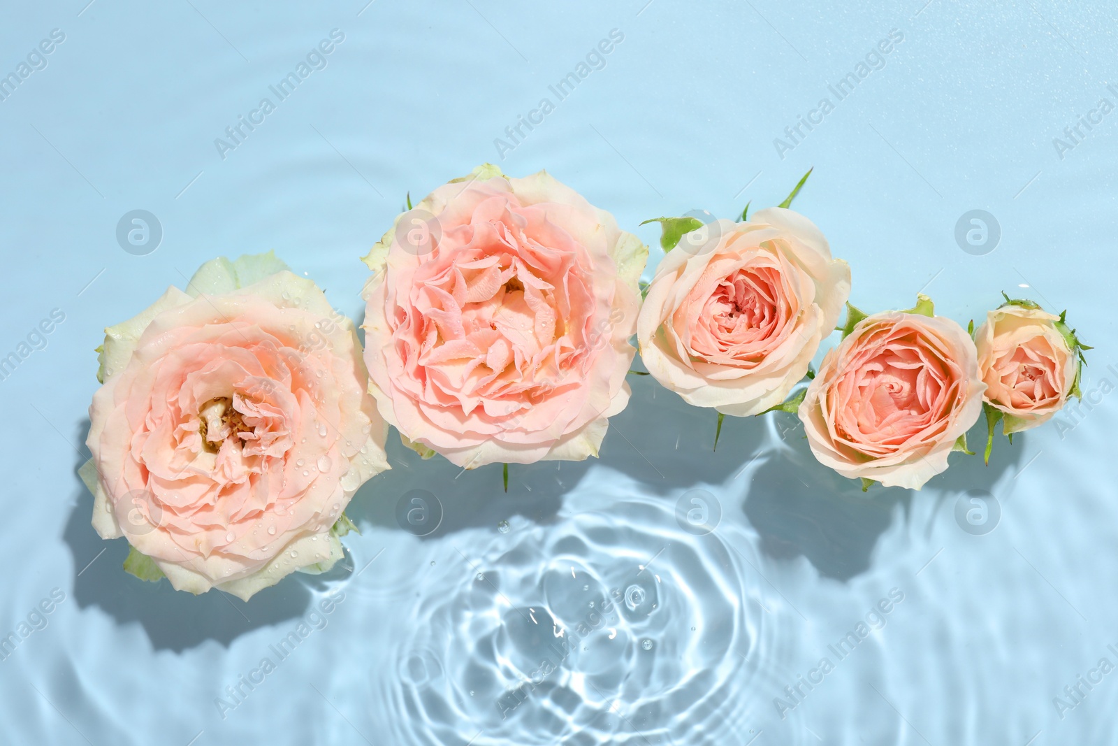 Photo of Beautiful rose flowers in water on light blue background, top view