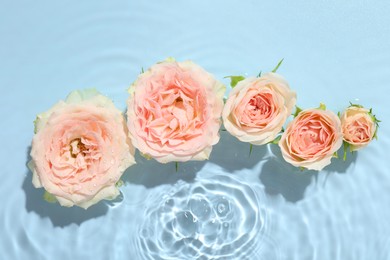 Beautiful rose flowers in water on light blue background, top view