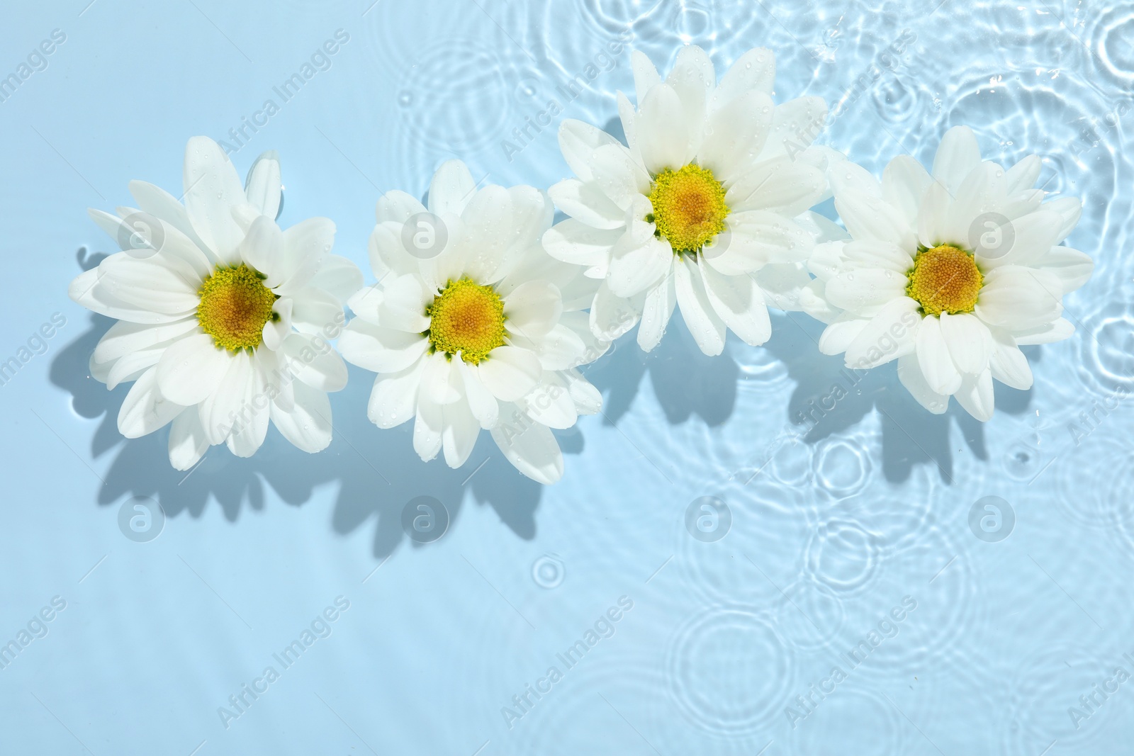 Photo of Beautiful daisy flowers in water on light blue background, top view