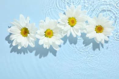 Photo of Beautiful daisy flowers in water on light blue background, top view