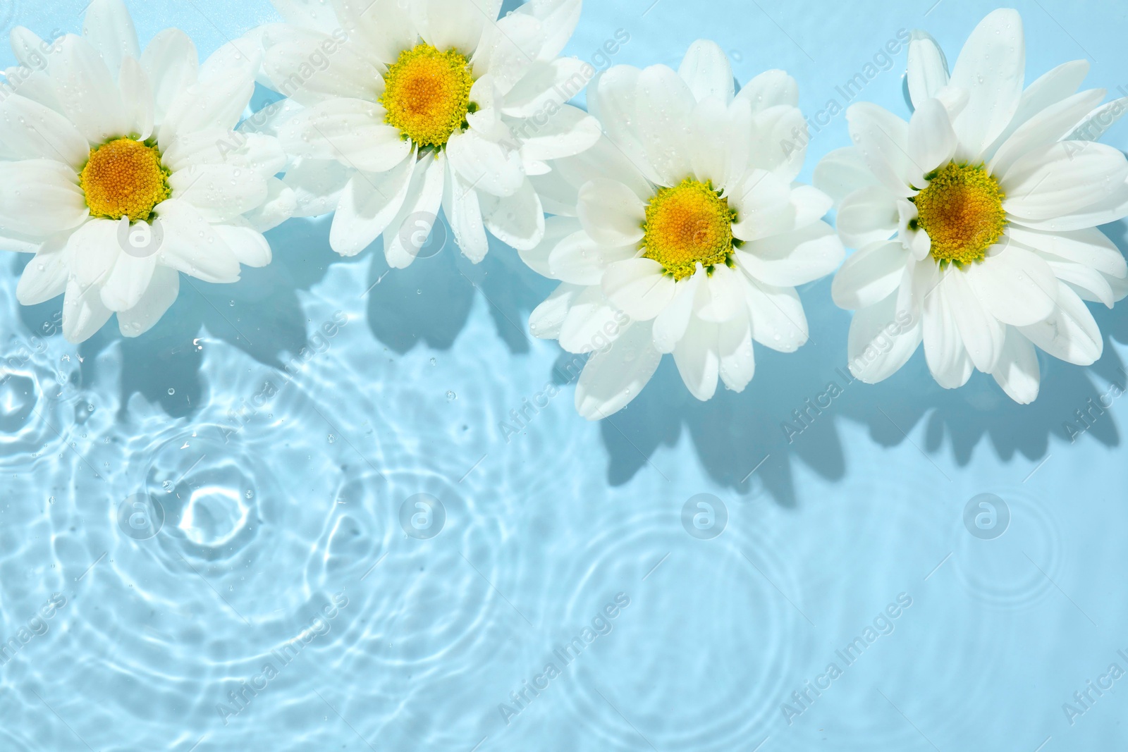 Photo of Beautiful daisy flowers in water on light blue background, top view. Space for text