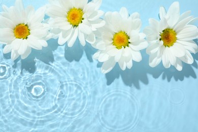 Photo of Beautiful daisy flowers in water on light blue background, top view. Space for text