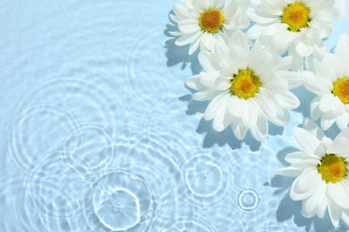 Beautiful daisy flowers in water on light blue background, top view. Space for text