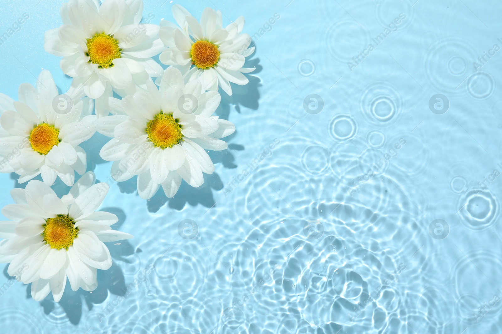 Photo of Beautiful daisy flowers in water on light blue background, top view. Space for text