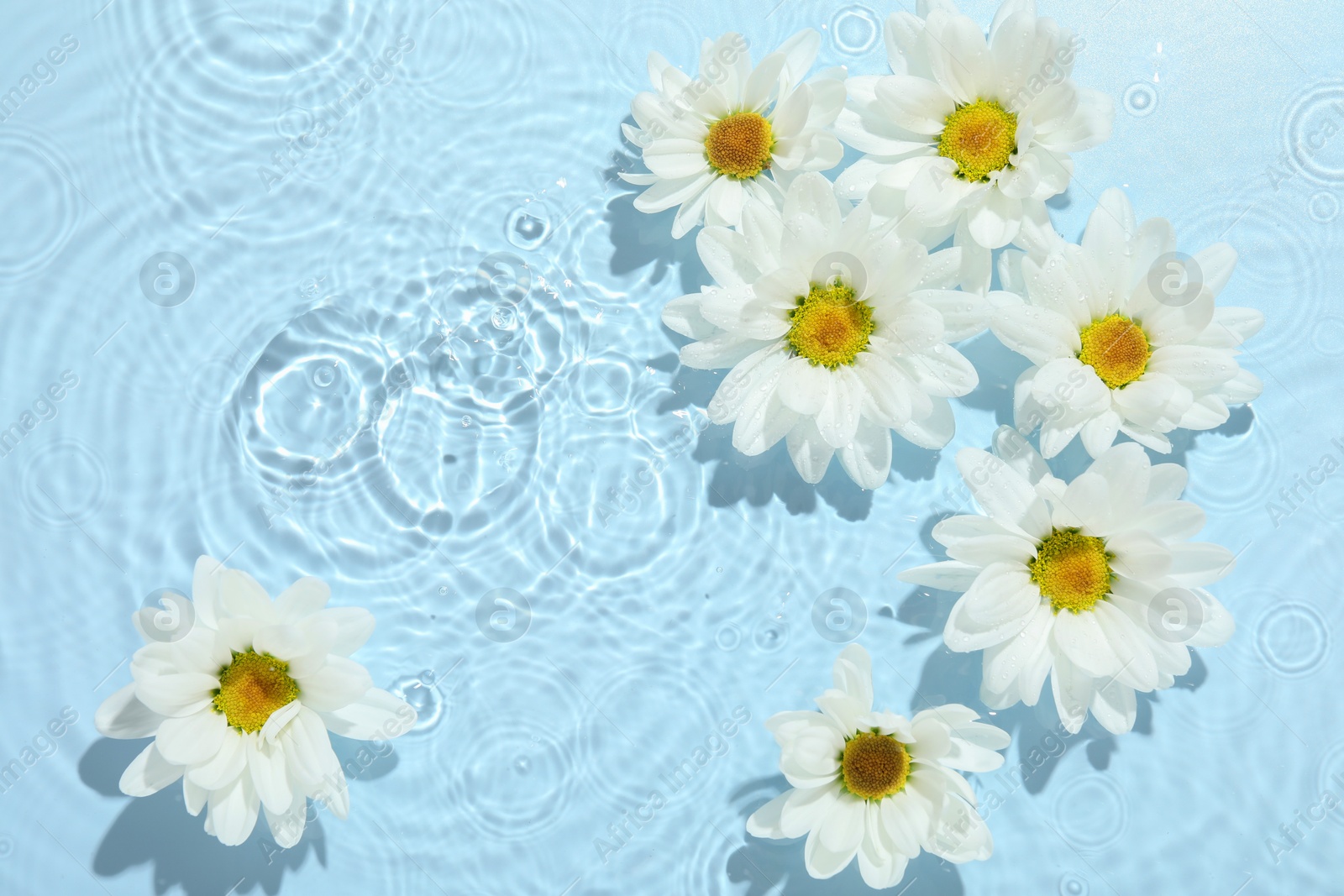 Photo of Beautiful daisy flowers in water on light blue background, top view. Space for text