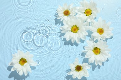 Photo of Beautiful daisy flowers in water on light blue background, top view. Space for text