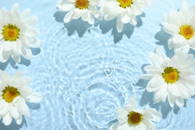 Photo of Beautiful daisy flowers in water on light blue background, top view. Space for text