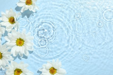 Beautiful daisy flowers in water on light blue background, top view. Space for text