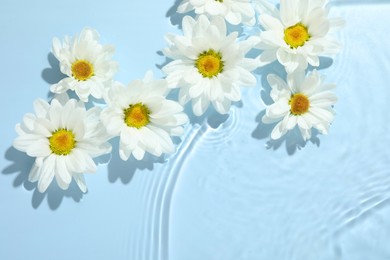 Photo of Beautiful daisy flowers in water on light blue background, top view. Space for text