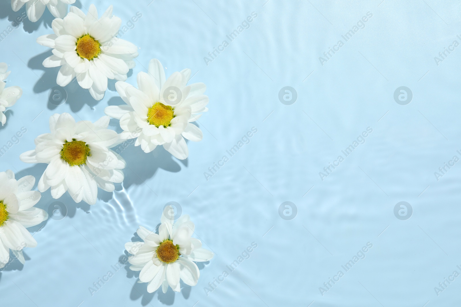 Photo of Beautiful daisy flowers in water on light blue background, top view. Space for text