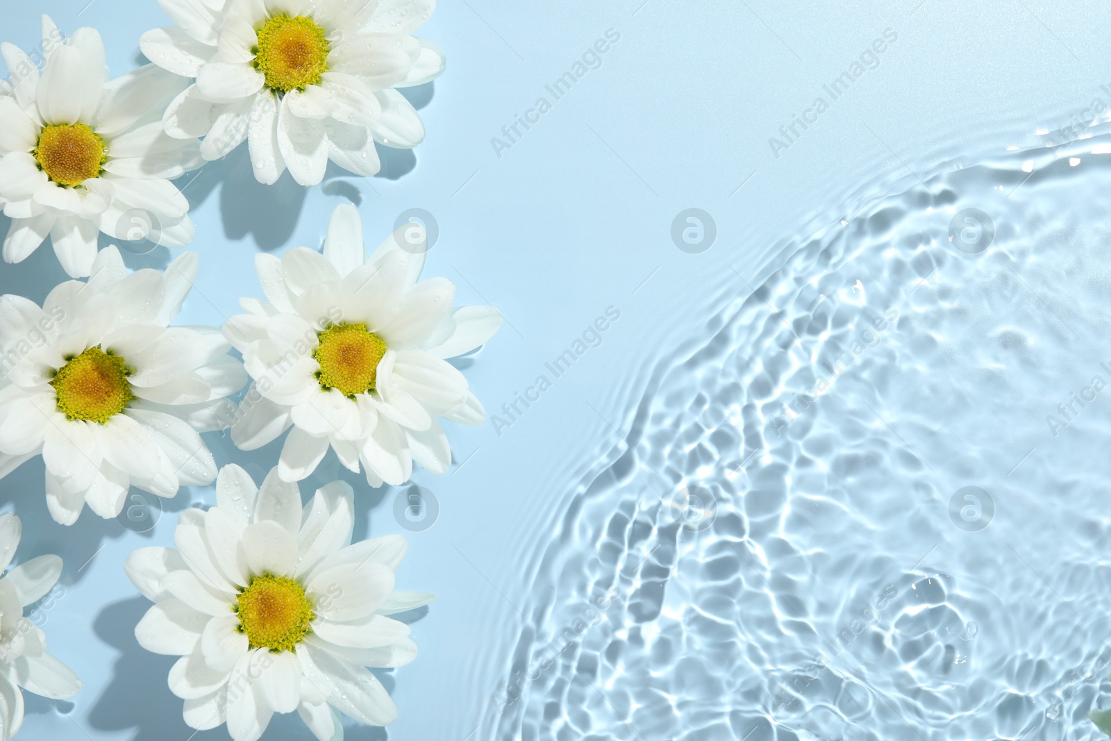 Photo of Beautiful daisy flowers in water on light blue background, top view. Space for text