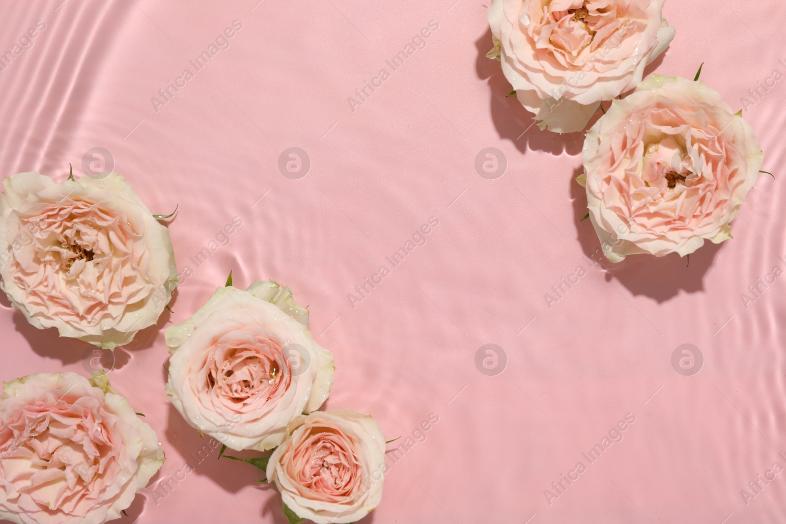 Photo of Beautiful rose flowers in water on pink background, top view. Space for text