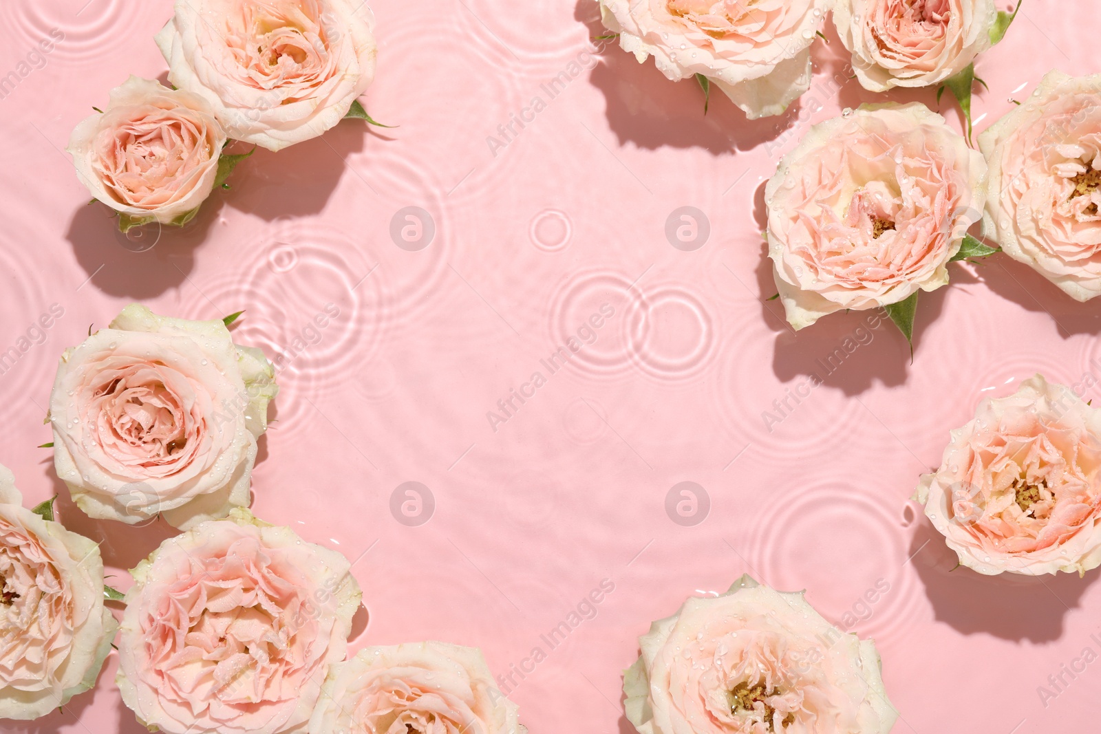 Photo of Beautiful rose flowers in water on pink background, top view. Space for text