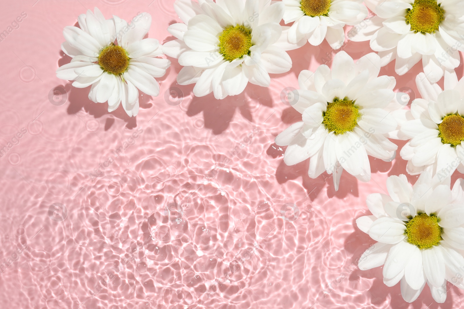 Photo of Beautiful daisy flowers in water on pink background, top view. Space for text