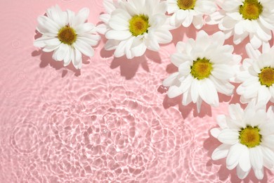 Beautiful daisy flowers in water on pink background, top view. Space for text