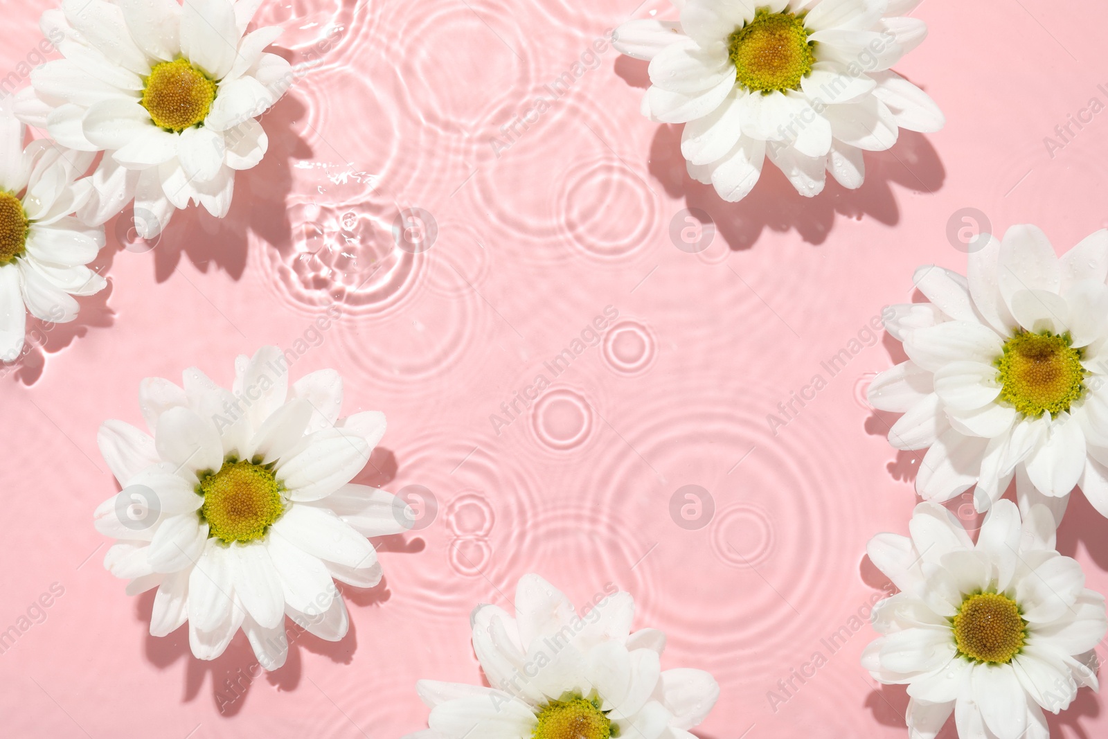 Photo of Beautiful daisy flowers in water on pink background, top view. Space for text