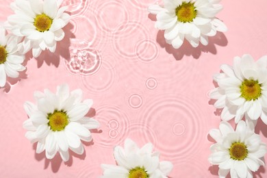 Beautiful daisy flowers in water on pink background, top view. Space for text