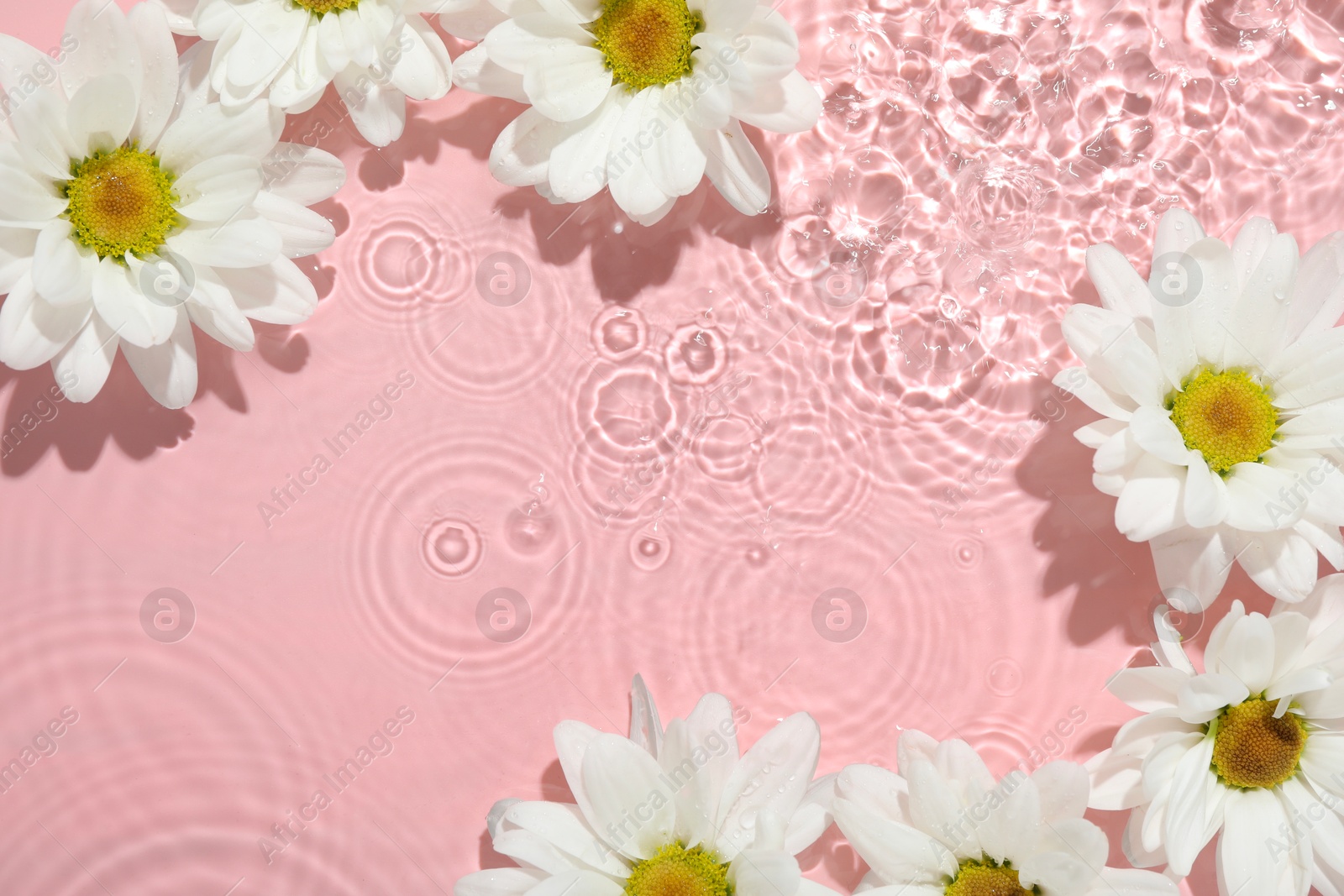 Photo of Beautiful daisy flowers in water on pink background, top view. Space for text