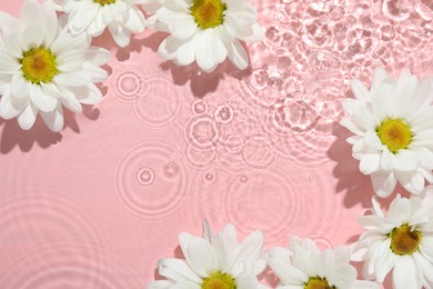 Beautiful daisy flowers in water on pink background, top view. Space for text