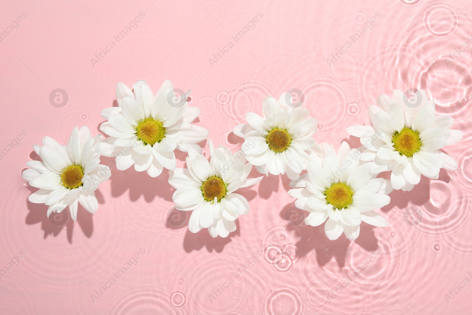 Photo of Beautiful daisy flowers in water on pink background, top view