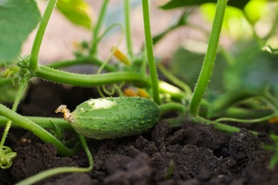 Photo of Young cucumber growing on stem outdoors, closeup